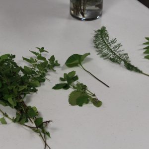 Fresh herbs to share with circle members.