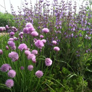 Flowering Chives and Sage